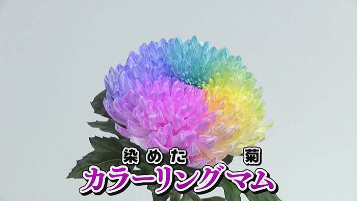 中京テレビ　キャッチ！