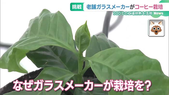 メ～テレ　ドデスカ＋
